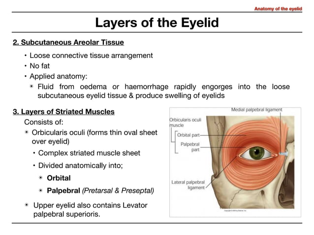 Anatomy of eyelid | PDF | Eye and Vision Conditions | Diseases and ...