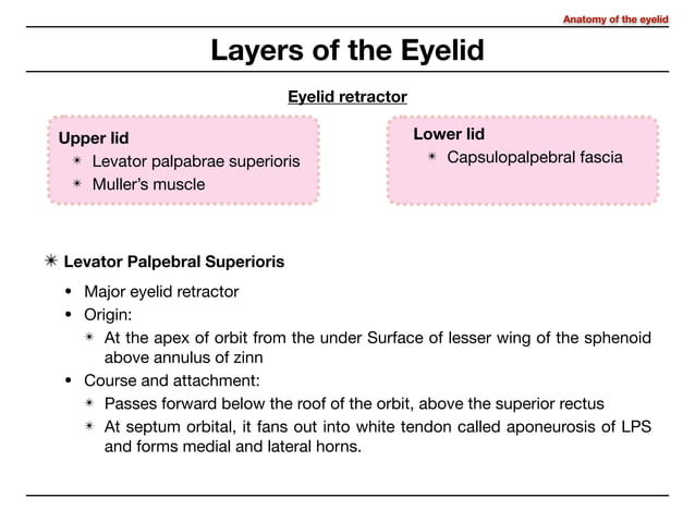 Anatomy of eyelid | PDF | Eye and Vision Conditions | Diseases and ...