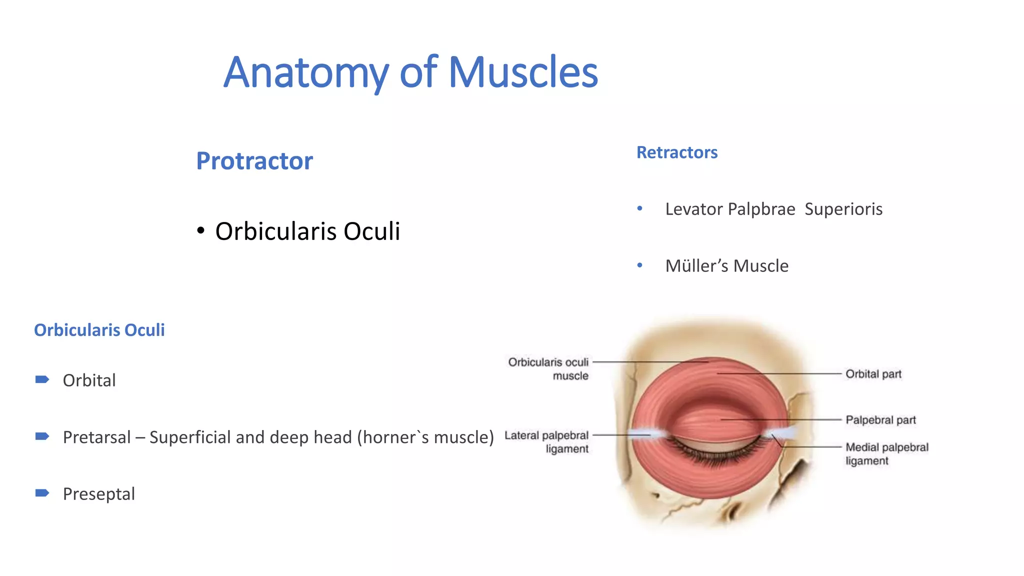 Anatomy Of Eyelid And Blepharoplasty.pptx