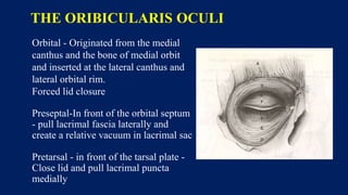 Anatomy of eyelid and eyelid reconstruction | PPTX
