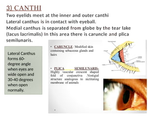 Anatomy of Eyelid Imon Seminar (Final).pptx