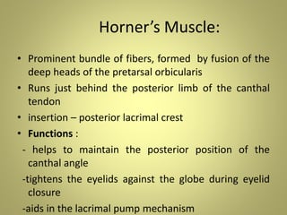 Anatomy of Eyelids & Its Clinical Correlations | PPTX
