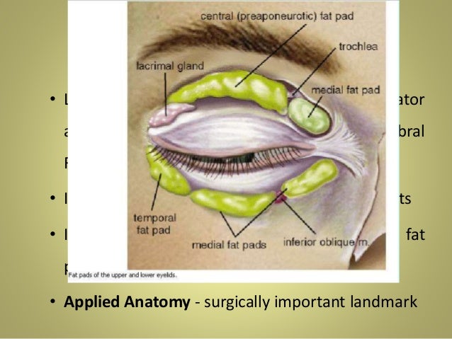 Anatomy of Eyelids & Its Clinical Correlations