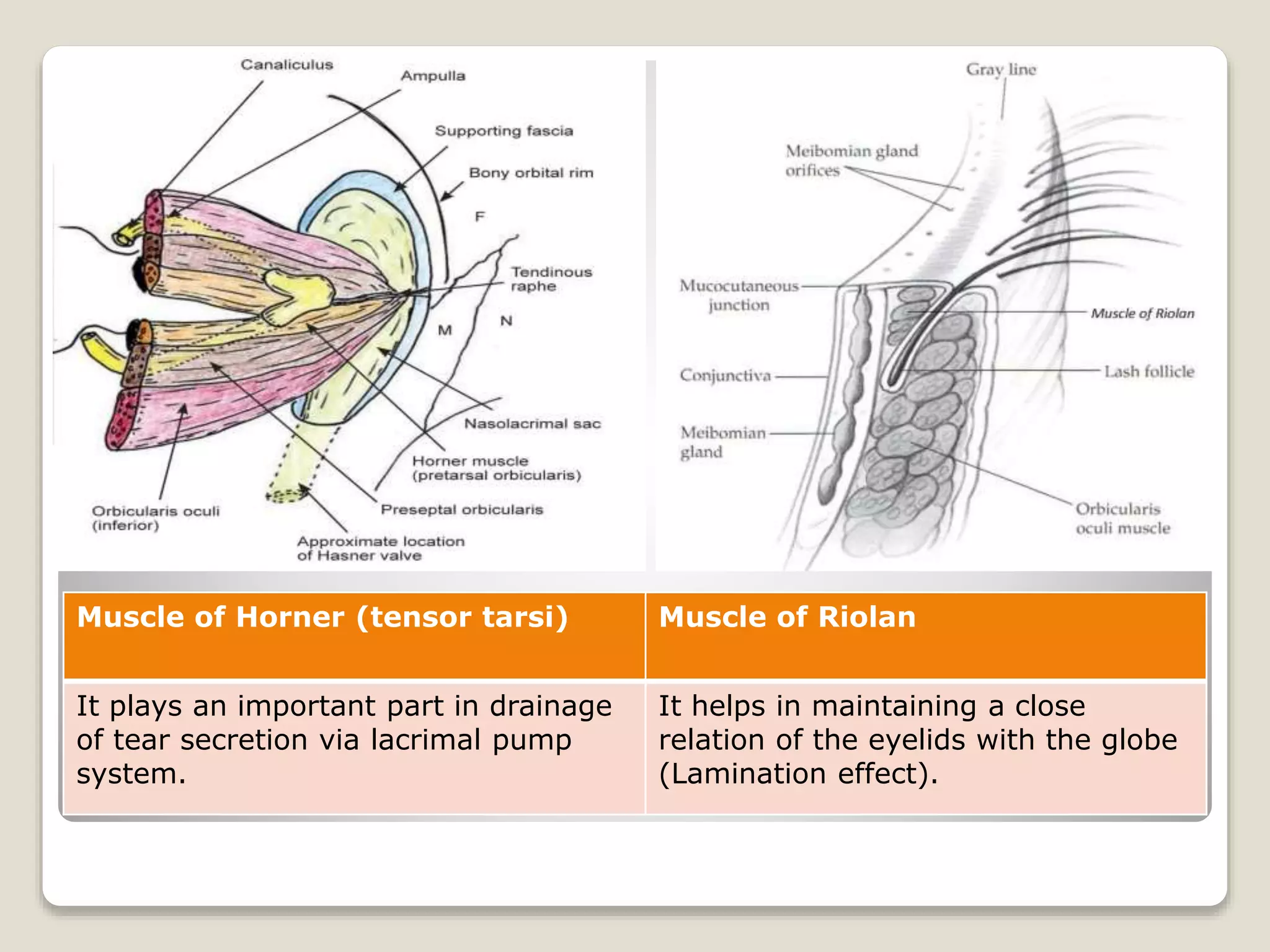 Anatomy of eyelids | PPTX