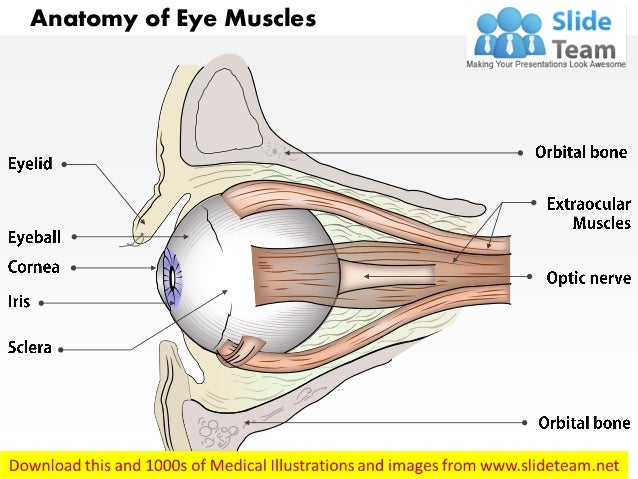 Anatomy of eye muscles medical images for power point