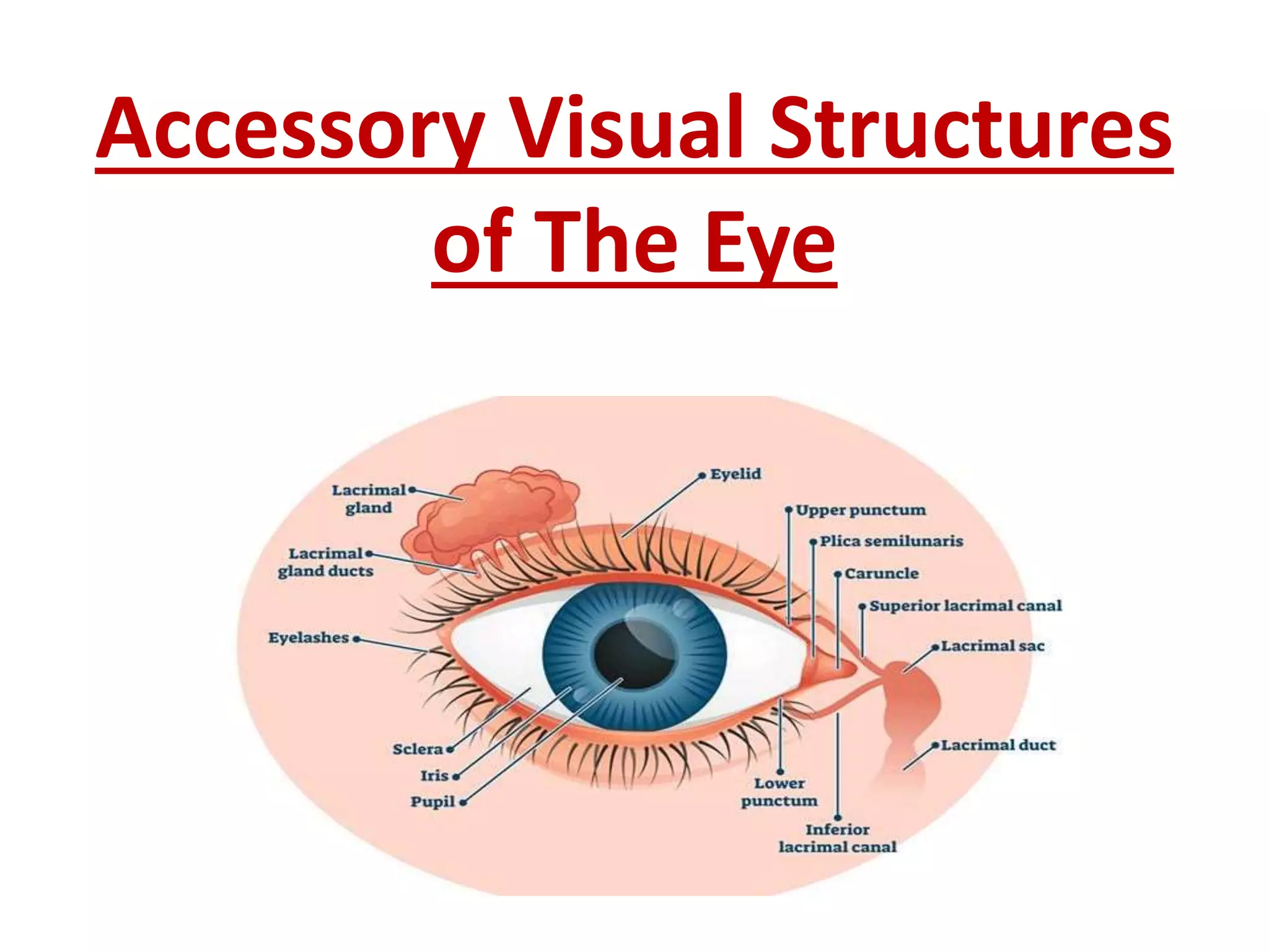 ANATOMY OF EYE n.pdf