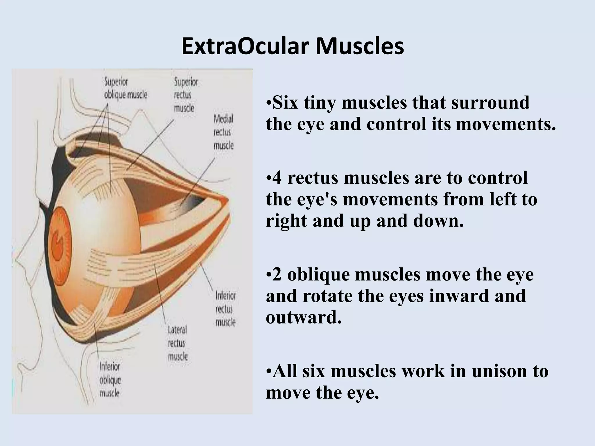 Anatomy of eye neelesh | PPTX
