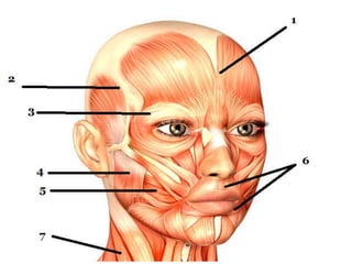 Anatomy of face | PPTX