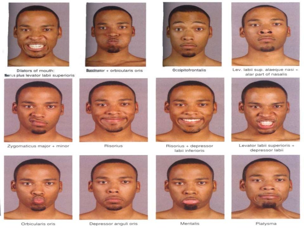 Anatomy of face