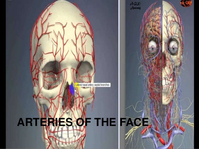 Anatomy of face