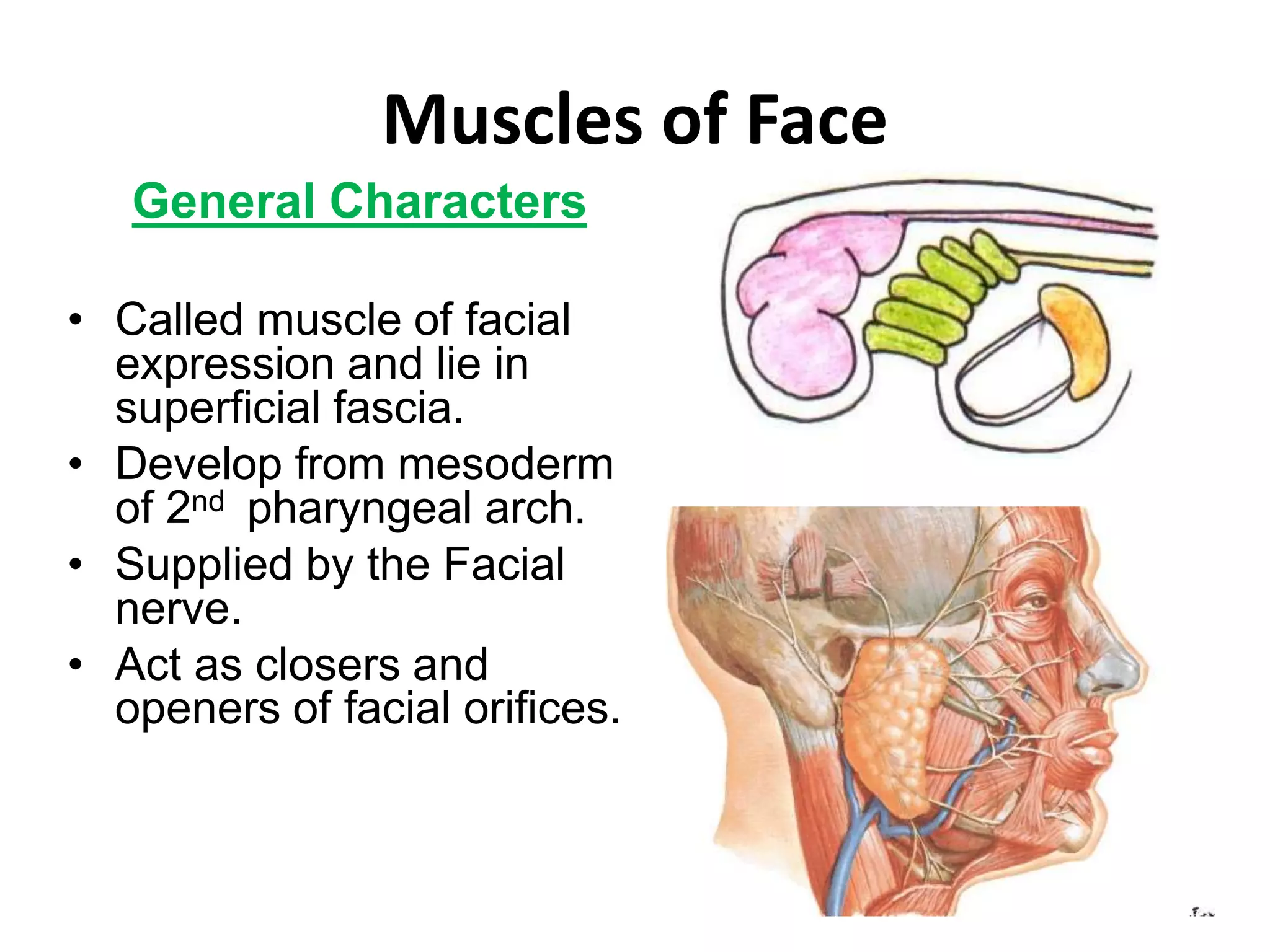Anatomy of face | PPTX