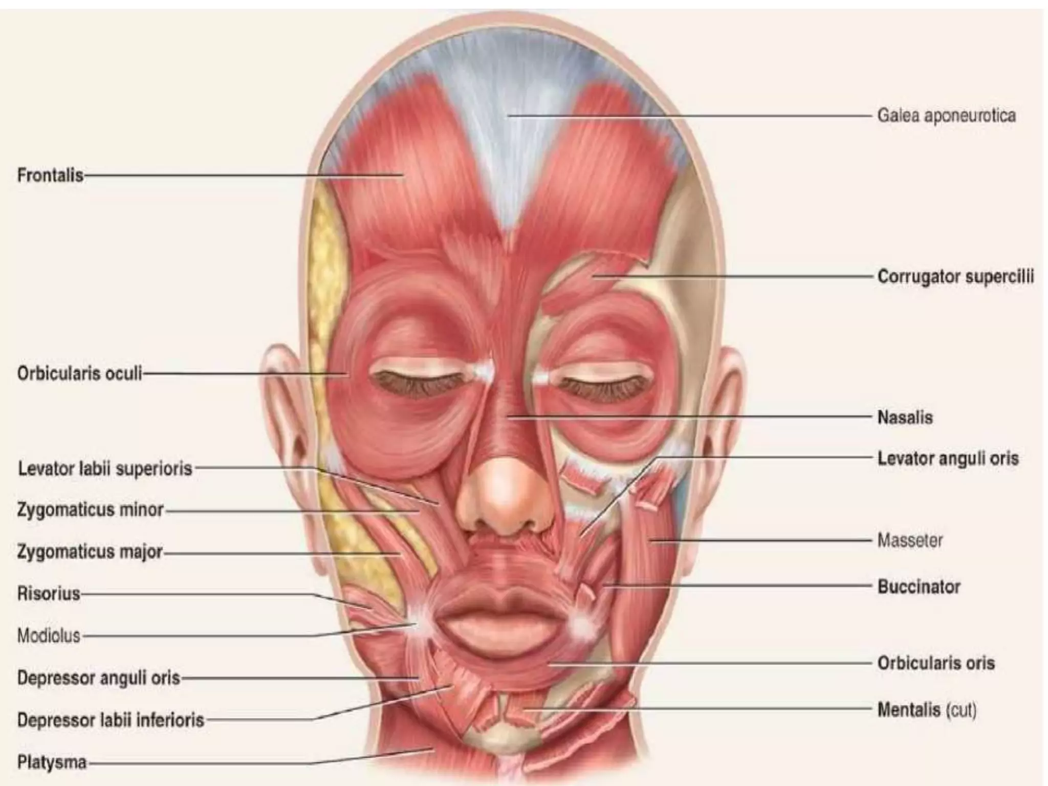 Face Anatomy Names