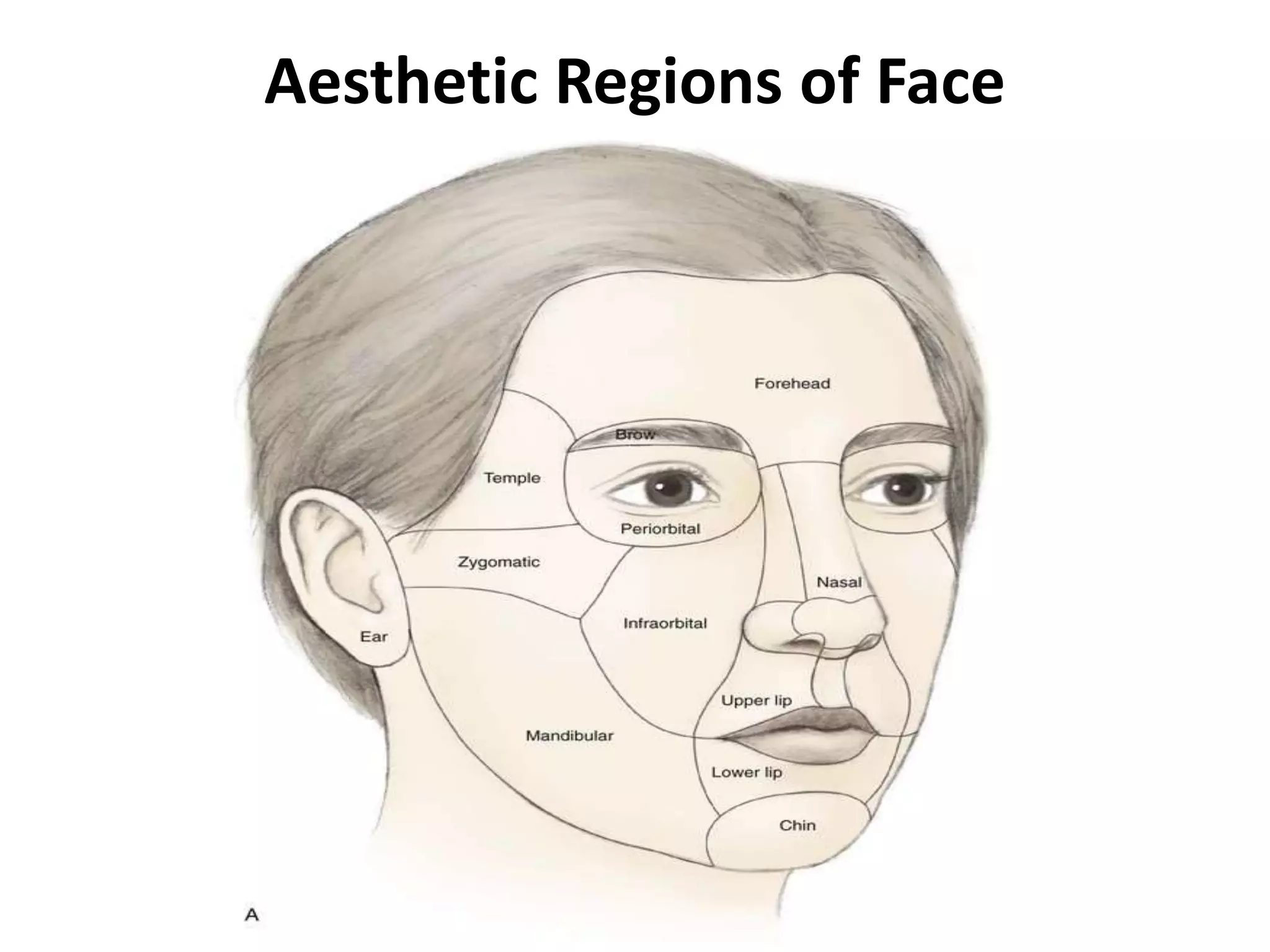 Anatomy Of Face PPTX Skin And Dermatology Diseases And Conditions