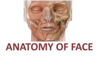 ANATOMY OF FACE
 