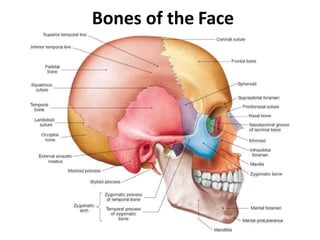 Bones of the Face
 