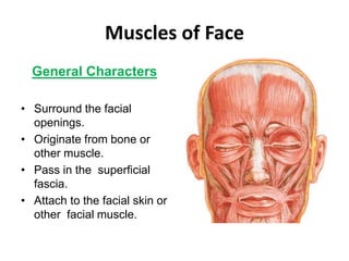 Muscles of Face
General Characters
• Surround the facial
openings.
• Originate from bone or
other muscle.
• Pass in the superficial
fascia.
• Attach to the facial skin or
other facial muscle.
 