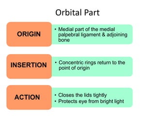 Orbital Part
ORIGIN
INSERTION
ACTION
• Medial part of the medial
palpebral ligament & adjoining
bone
• Concentric rings return to the
point of origin
• Closes the lids tightly
• Protects eye from bright light
 