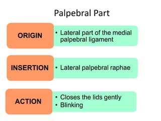 Palpebral Part
ORIGIN
INSERTION
ACTION
• Lateral part of the medial
palpebral ligament
• Lateral palpebral raphae
• Closes the lids gently
• Blinking
 