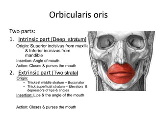 Orbicularis oris
Two parts:
1. Intrinsic part [Deep stratum]
Origin: Superior incisivus from maxilla
& Inferior incisivus from
mandible
Insertion: Angle of mouth
Action: Closes & purses the mouth
2. Extrinsic part [Two strata]
Origin:
• Thickest middle stratum – Buccinator
• Thick superficial stratum – Elevators &
depressors of lips & angles
Insertion: Lips & the angle of the mouth
Action: Closes & purses the mouth
 