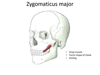 Zygomaticus major
• Strap muscle
• Forms shape of cheek
• Smiling
 