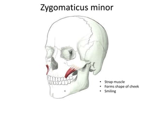 Zygomaticus minor
• Strap muscle
• Forms shape of cheek
• Smiling
 