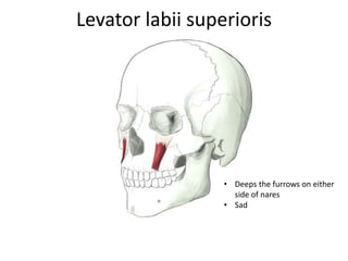 Levator labii superioris
• Deeps the furrows on either
side of nares
• Sad
 