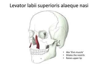Levator labii superioris alaeque nasi
• Aka ‘Elvis muscle’
• Dilates the nostrils
• Raises upper lip
 
