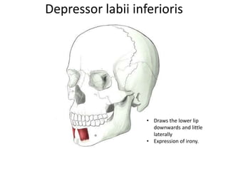 Depressor labii inferioris
• Draws the lower lip
downwards and little
laterally
• Expression of irony.
 