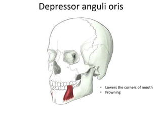 Depressor anguli oris
• Lowers the corners of mouth
• Frowning
 