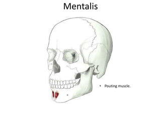 Mentalis
• Pouting muscle.
 