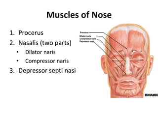 Muscles of Nose
1. Procerus
2. Nasalis (two parts)
• Dilator naris
• Compressor naris
3. Depressor septi nasi
 