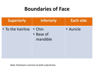 Boundaries of Face
Superiorly Inferiorly Each side
• To the hairline • Chin
• Base of
mandible
• Auricle
Note: forehead is common to both scalp & face.
 