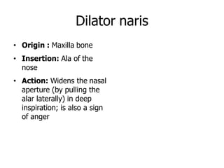 Dilator naris
• Origin : Maxilla bone
• Insertion: Ala of the
nose
• Action: Widens the nasal
aperture (by pulling the
alar laterally) in deep
inspiration; is also a sign
of anger
 