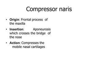 Compressor naris
• Origin: Frontal process of
the maxilla
• Insertion: Aponeurosis
which crosses the bridge of
the nose
• Action: Compresses the
mobile nasal cartilages
 