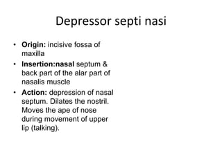Depressor septi nasi
• Origin: incisive fossa of
maxilla
• Insertion:nasal septum &
back part of the alar part of
nasalis muscle
• Action: depression of nasal
septum. Dilates the nostril.
Moves the ape of nose
during movement of upper
lip (talking).
 