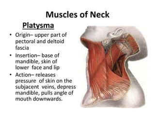 Muscles of Neck
Platysma
• Origin– upper part of
pectoral and deltoid
fascia
• Insertion– base of
mandible, skin of
lower face and lip
• Action– releases
pressure of skin on the
subjacent veins, depress
mandible, pulls angle of
mouth downwards.
 