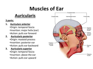 Muscles of Ear
Auricularis
3 parts:
1. Auriculars anterior
•Origin: temporal fascia
•Insertion: major helix (ear)
•Action: pulls ear forward
2. Auricularis posterior
•Origin: mastoid process
•Insertion: posterior ear
•Action: pulls ear backward
3. Auricularis superior
•Origin: temporal fascia
•Insertion: above the ear
•Action: pulls ear upward
 