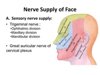 Nerve Supply of Face
A. Sensory nerve supply:
• Trigeminal nerve :
•Ophthalmic division
•Maxillary division
•Mandibular division
• Great auricular nerve of
cervical plexus
 