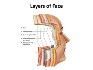 Layers of Face
 