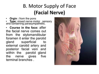B. Motor Supply of Face
(Facial Nerve)
• Orgin : from the pons
• Type: mixed nerve motor , sensory
and containing parasympathetic.
• Course in the face: after
the facial nerve comes out
from the stylomandibular
foramen it enter the parotid
gland superficial to
external carotid artery and
posterior facial vein and
within the parotid gland
the nerve gives five
terminal branches .
 