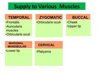 TEMPORAL
•Frontalis
•Auricularis
muscles
•Orbicularis oculi
ZYGOMATIC
•Orbicularis oculi
BUCCAL
•Cheek
•Upper lip
•Lower lip
MARGINAL
MANDIBULAR CERVICAL
•Platysma
Supply to Various Muscles
 