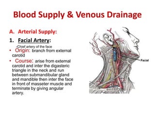 Blood Supply & Venous Drainage
A. Arterial Supply:
1. Facial Artery:
-Chief artery of the face
• Origin: branch from external
carotid
• Course: arise from external
carotid and inter the digasteric
triangle in the neck and run
between submandibular gland
and mandible then inter the face
in front of masseter muscle and
terminate by giving angular
artery.
 