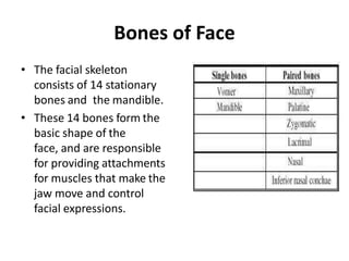 Bones of Face
• The facial skeleton
consists of 14 stationary
bones and the mandible.
• These 14 bones form the
basic shape of the
face, and are responsible
for providing attachments
for muscles that make the
jaw move and control
facial expressions.
 