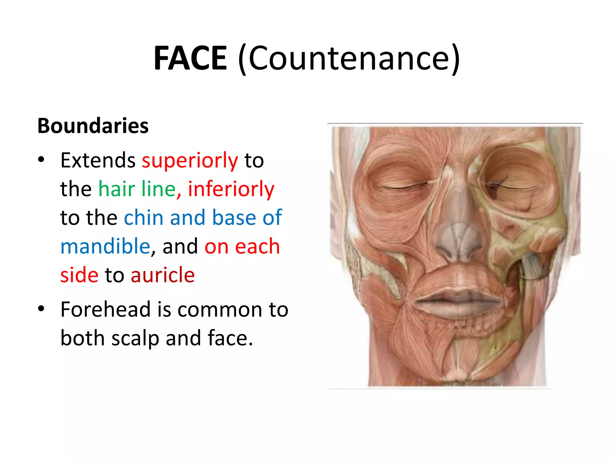 ANATOMY OF FACE.pptx
