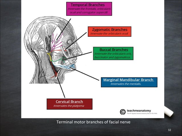 Anatomy of facial nerve | PPT
