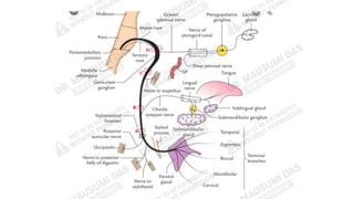 Comprehensive Anatomy and Functional Overview of the Facial Nerve (7th ...