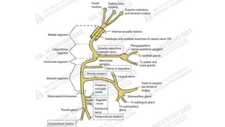 Comprehensive Anatomy and Functional Overview of the Facial Nerve (7th ...
