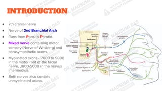Comprehensive Anatomy and Functional Overview of the Facial Nerve (7th ...