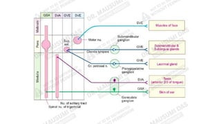 Comprehensive Anatomy and Functional Overview of the Facial Nerve (7th ...