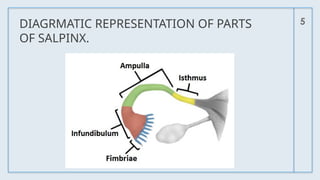 5
DIAGRMATIC REPRESENTATION OF PARTS
OF SALPINX.
 